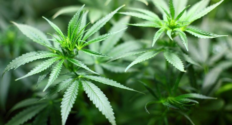 Cannabis plantation in Athimale raided
