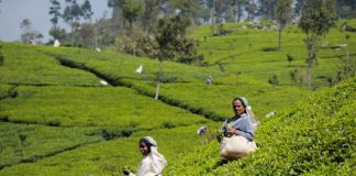 Loan scheme to revive tea industry