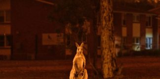 Wildlife ravaged by Australia fires could take decades to recover