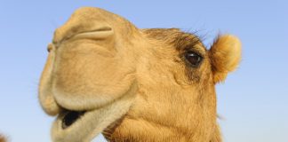 Australian Aboriginal officials approve killing up to 10,000 feral camels