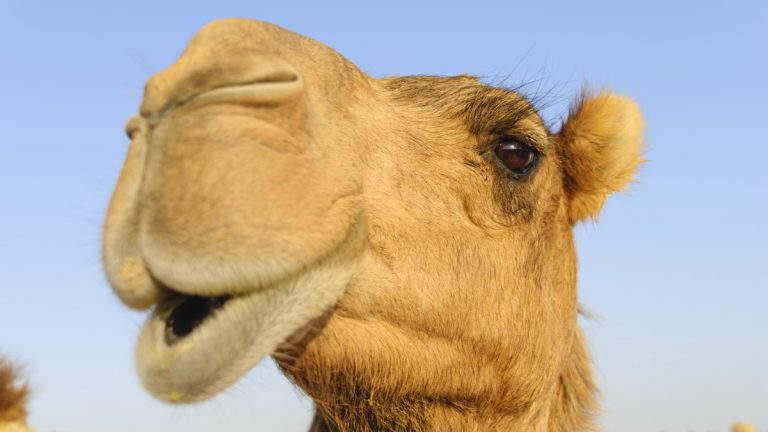 Australian Aboriginal officials approve killing up to 10,000 feral camels