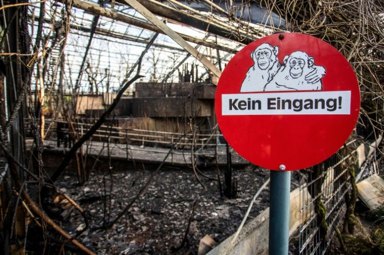 Dozens of monkeys die in German zoo fire