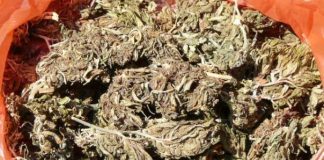 Navy seize 1.5 kg of Cannabis