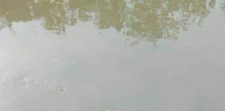 SL to amend laws for harsher punishment for wildlife protection