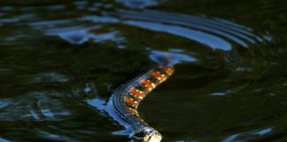 Snake orgy prompts partial closure of Florida city park