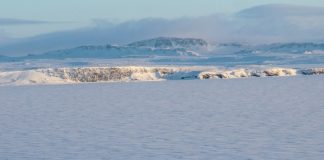 Cannibalism on rise among polar bears, say Russian scientists