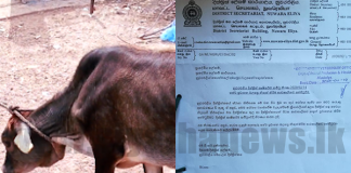 Sale of beef in Nuwara Eliya temporarily halted from tomorrow