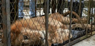 Emaciated lion Jupiter returning home to ‘mother’