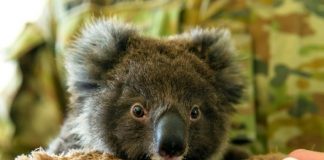 Dozens of koalas dead after logging at Australian plantation