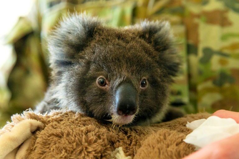 Dozens of koalas dead after logging at Australian plantation