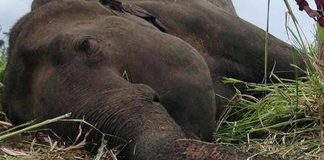 Two jumbos die on top of each other