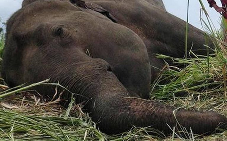 Two jumbos die on top of each other