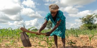 Hunger stalks southern Africa as climate crisis deepens