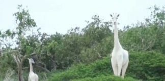Rare white giraffes killed by poachers in Kenya: conservationists