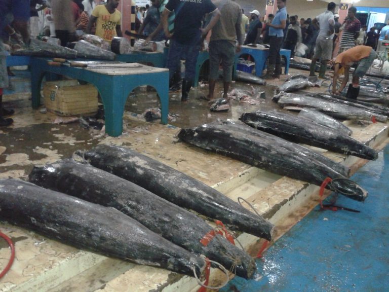 Peliyagoda Fish Market reopened for wholesale trading