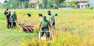Troops reap maiden paddy harvest from newly-dug marshy fields near Army HQ
