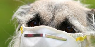 Can dogs detect COVID-19? Canines in training to sniff out virus