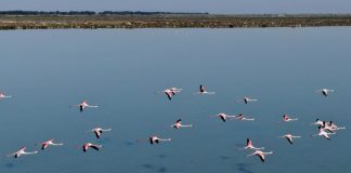 Birds in paradise: Albania’s flamingos flourish in virus lockdown