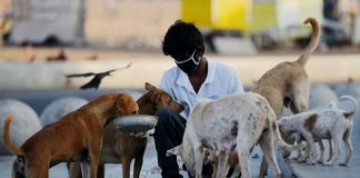 Animal lovers take to India’s streets to feed virus strays