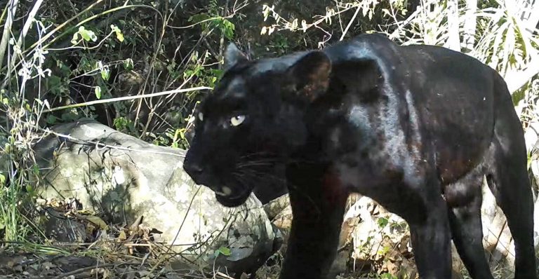 Rare Black Leopard recently rescued from a snare dies