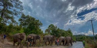 Starving elephants in closed Thai tourist camps released back to their natural homes as keepers can no longer feed them