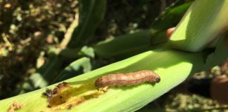 Brown caterpillars spreading rapidly in Ampara: Dept. of Agriculture