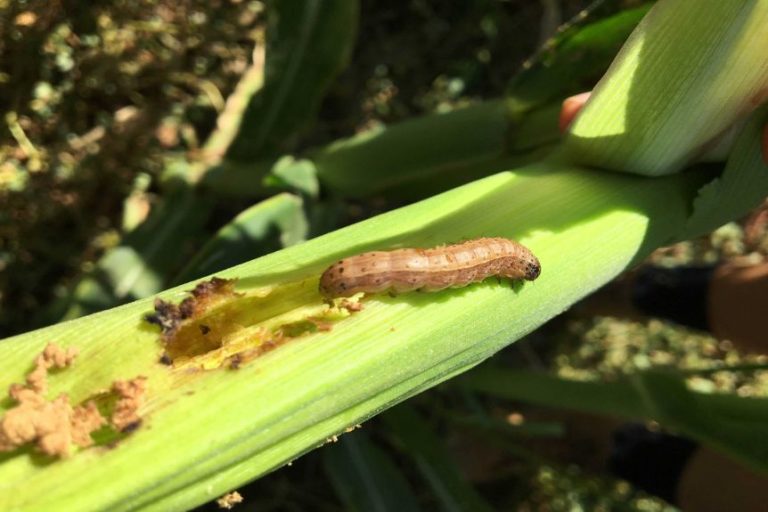 Brown caterpillars spreading rapidly in Ampara: Dept. of Agriculture