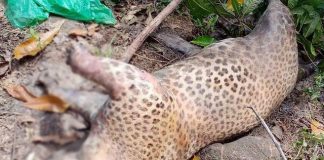 Another leopard dead after caught in trap