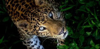 Two leopards trapped in a snare in Pussellawa; one dead and other injured