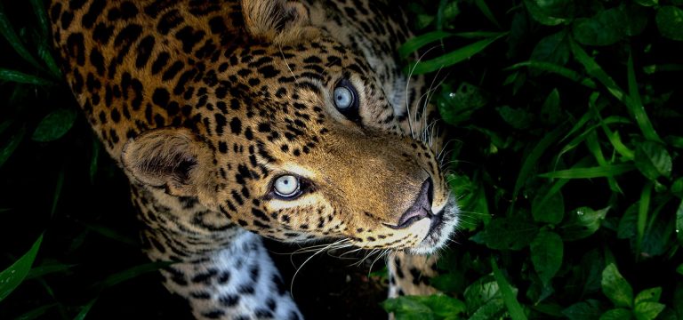 Two leopards trapped in a snare in Pussellawa; one dead and other injured
