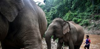 Thai elephants’ mass migration to village brings new stress