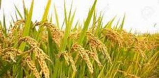 Purchasing of paddy from the Yala season to commence today