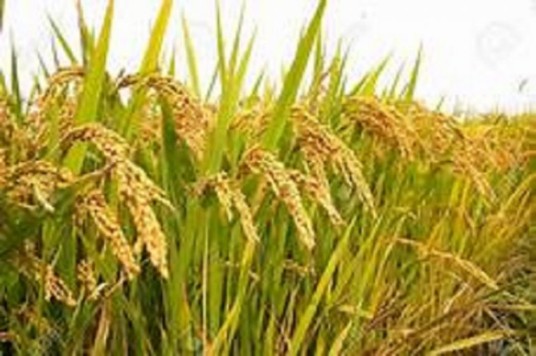 Purchasing of paddy from the Yala season to commence today