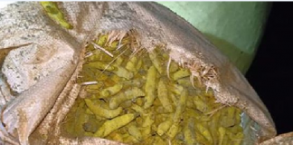 Suspect arrested for smuggling in nearly 1,000kg of turmeric