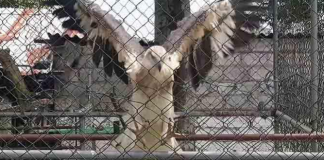 Angoda Lokka’s drug carrier hawk-eagle to be sent to Dehiwala Zoo