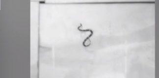 Flying snakes? Here’s how they can glide through the air