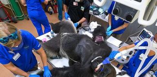 Shango the gorilla is given a CORONAVIRUS TEST after being found to have a fever following a fight with his little brother Barney at Zoo Miami