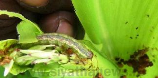 Corn cultivation in Badulla under Fall armyworm attack