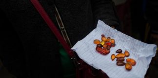 Scientists find world’s oldest sperm in Myanmar amber