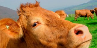 Cabinet approves proposal to ban cattle slaughter