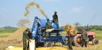 Army-produced rice stocks for Army troops