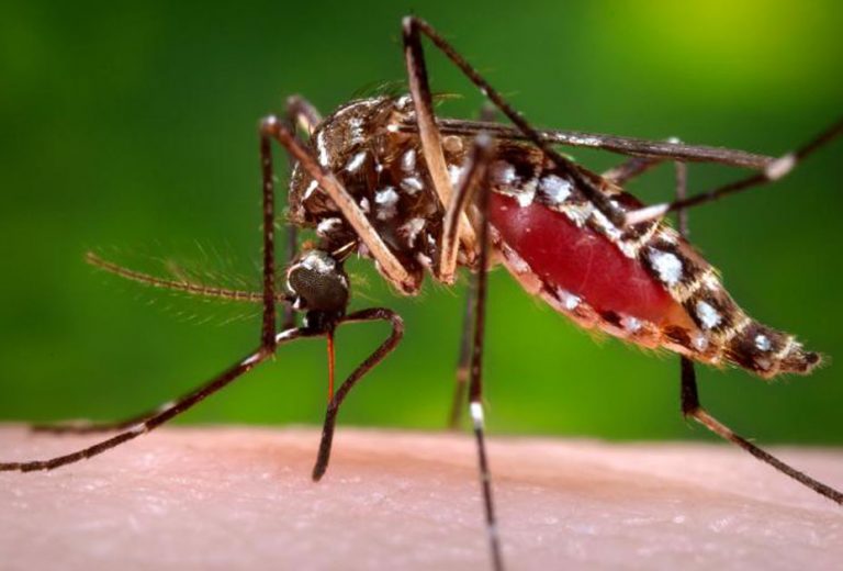 Dengue on the rise as a result of prevailing weather