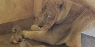 Lion cubs born at Ridiyagama Safari Park