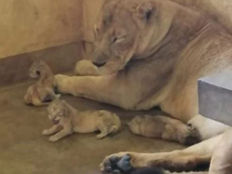 Lion cubs born at Ridiyagama Safari Park