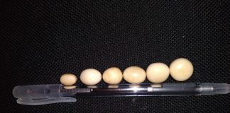 POLICE FOIL SALE OF 06 ELEPHANT PEARLS WORTH RS. 15 Mn