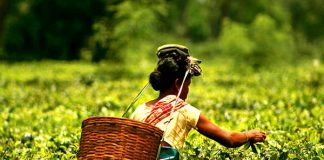 Cabinet approval to raise daily wage of estate sector workers