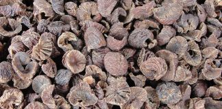 Suspect arrested for re-exporting areca nuts worth Rs 300M