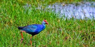 Muthurajawela Wetlands brought under Environment Ministry and UDA