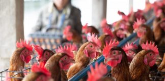 Russia detects world’s first case of H5N8 bird flu in humans