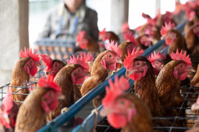 Russia detects world’s first case of H5N8 bird flu in humans